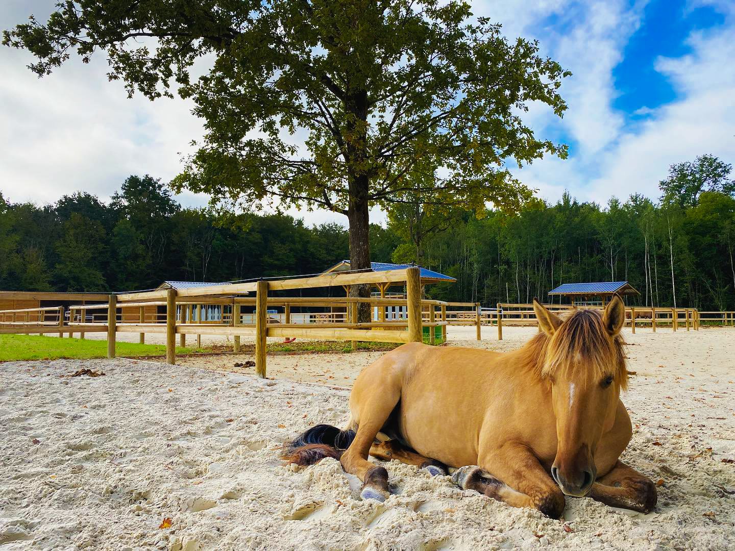 Un cheval relaxant dans une écurie active