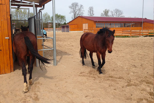 Hotline-formation-aux-chevaux