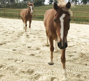 HAFLINGER-1