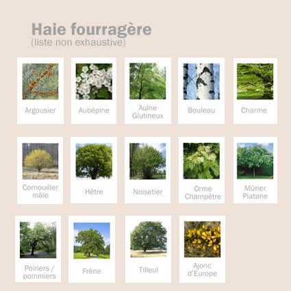 HAIE-FOURRAGERE