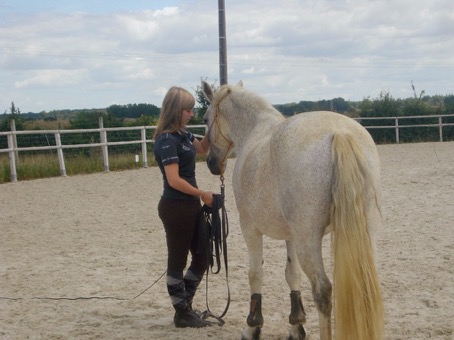 etude-ecurie-active Comment les écuries actives modifient-elles les rapports entre l’Homme et le cheval ?