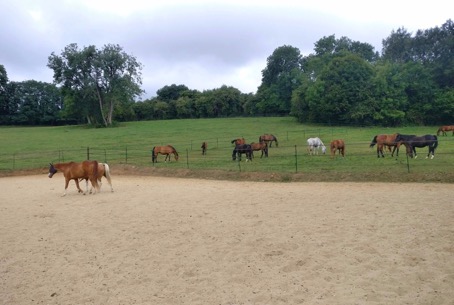 etude-ecurie-active Comment les écuries actives modifient-elles les rapports entre l’Homme et le cheval ?