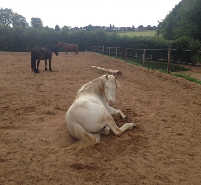 convaincre-proprietaires-ea-2021 Convaincre les propriétaires de mettre leur cheval en pension dans votre écurie active