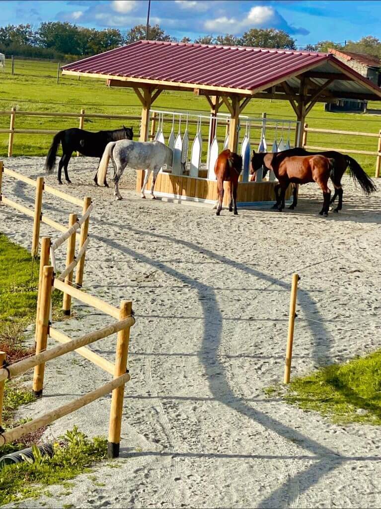 Chevaux hébergés en écurie active en train de manger ensemble à un râtelier