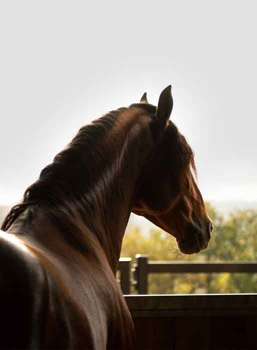 Un hébergement d'équidés axé sur le bien-être des chevaux 