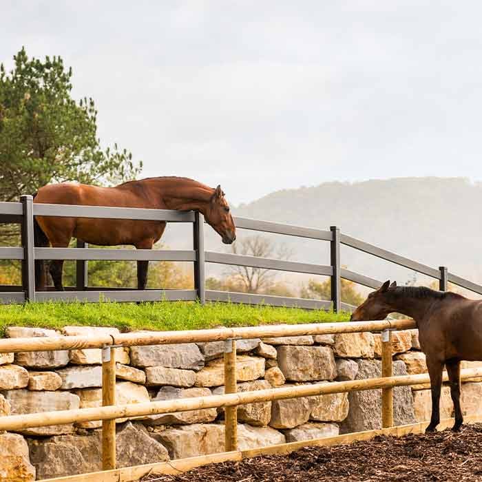 Deux chevaux près de clôtures bois en train de se regarder dans une écurie active