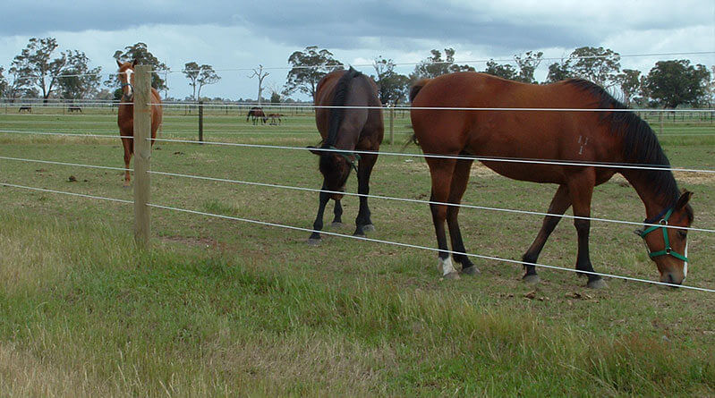 clotures-chevaux-3