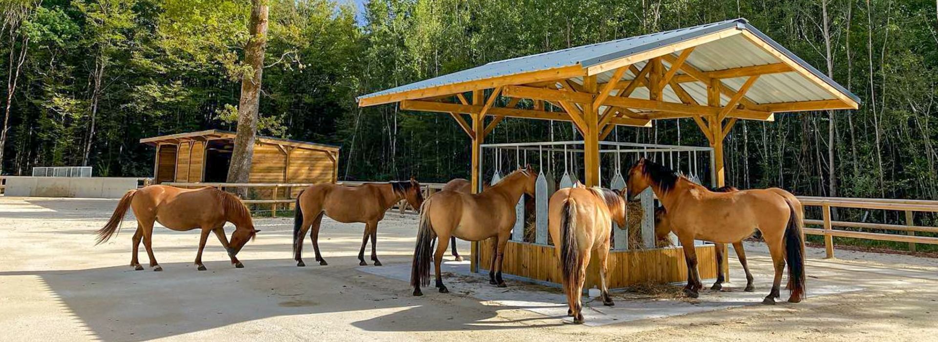 Hébergement de chevaux en groupe au sein d'une écurie active avec râtelier et abri chevaux