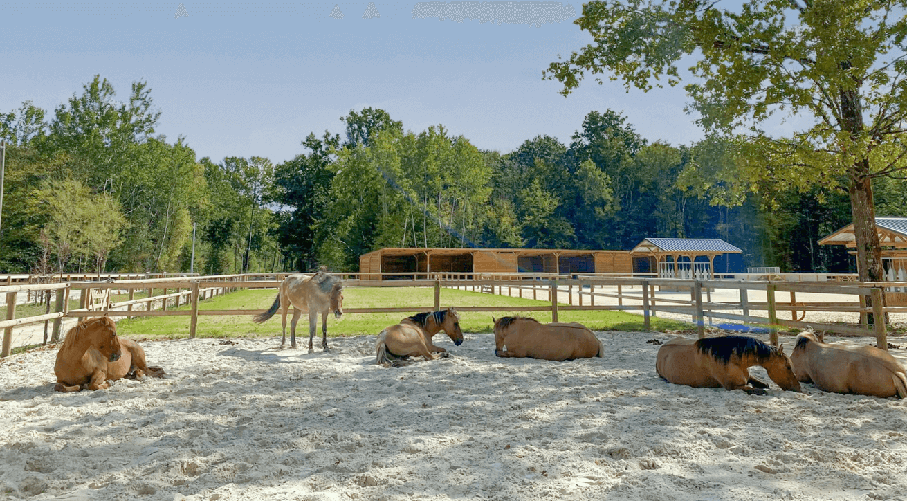 Concept d'écurie active axé sur le bien-être des chevaux et le mieux-être humain